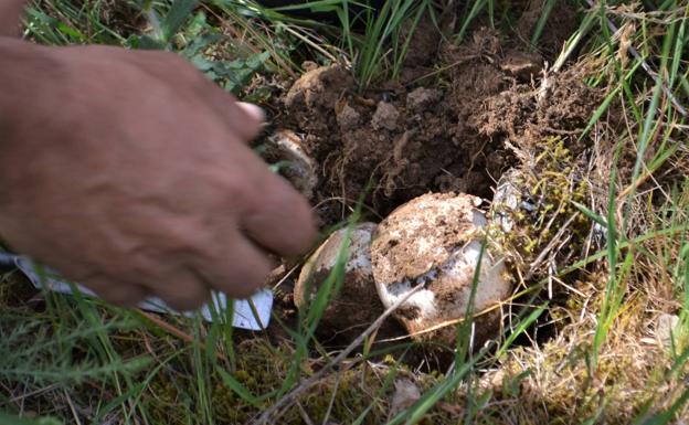 La Junta publica la convocatoria de ayudas para inversiones en tecnología forestal