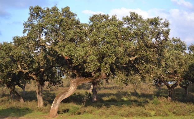 El DOE publica los Estatutos de la Denominación de Origen Protegida Dehesa de Extremadura
