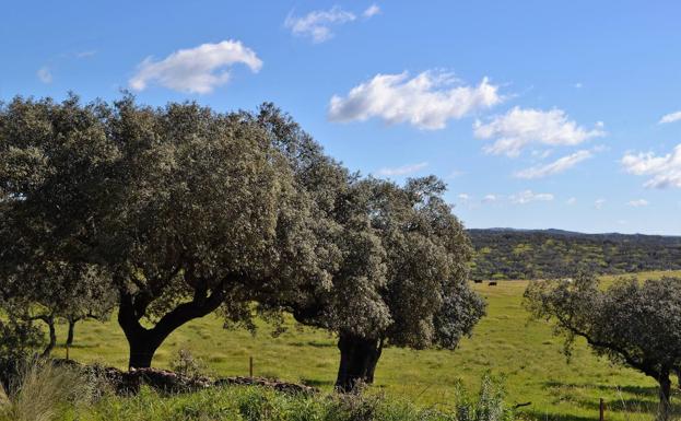 Técnicos del proyecto hispano-luso PRODEHESA-MONTADO difundirán iniciativas para valorizar este ecosistema