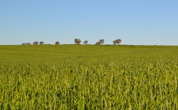 La Junta abona los anticipos de pago básico y verde de la PAC