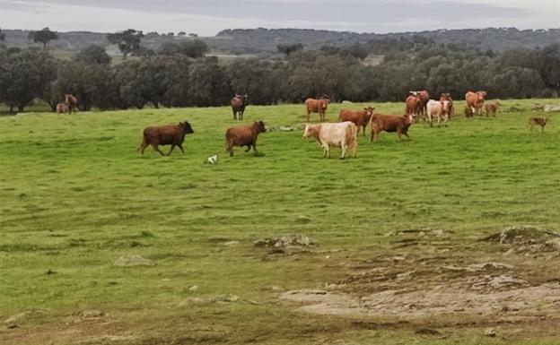 La prevalencia de la tuberculosis bovina en explotaciones ganaderas desciende hasta el 4,92 por ciento en Extremadura