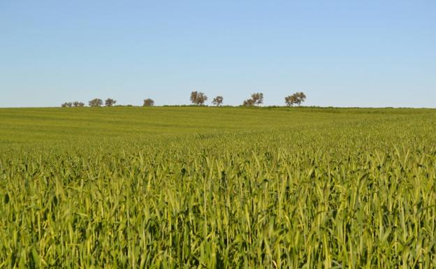 La Junta destina más de 3 millones para luchar contra el nematodo y otras plagas en cultivos