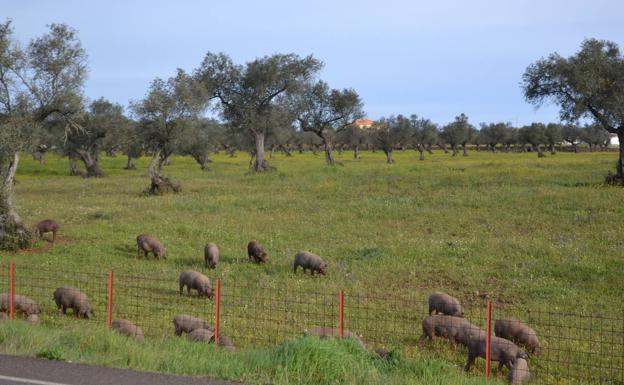 El CENSYRA subastará 48 ejemplares de ganado porcino raza duroc