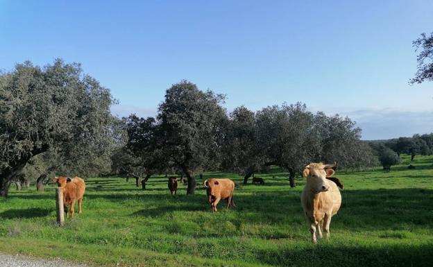 Las solicitudes de ayudas al mantenimiento de vacas nodrizas, en trámite de audiencia