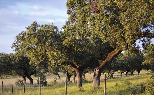 Publicadas las listas de adjudicatarios y de permisos del sorteo de oferta pública de caza de Extremadura