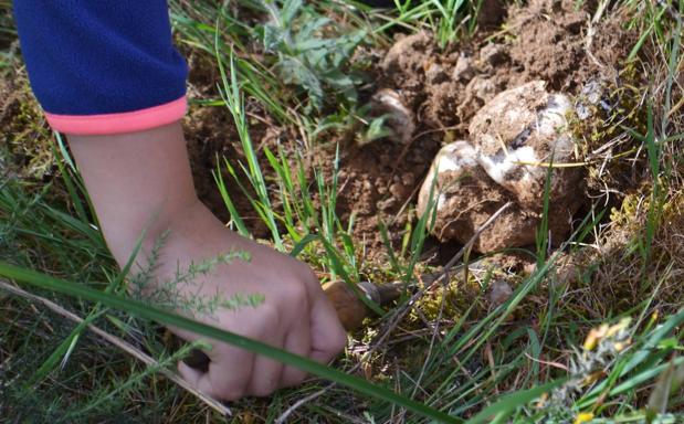 Acotada una zona de los Bienes Comunales para las salidas al campo del Gurumelo