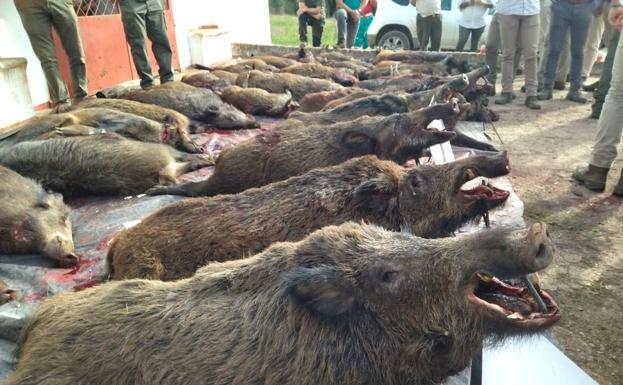 Celebrada la segunda montería de las tres que se desarrollan en la localidad