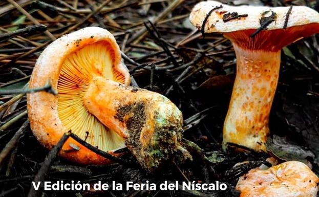 La localidad es el pueblo invitado en las V Feria del Níscalo en Castilblanco