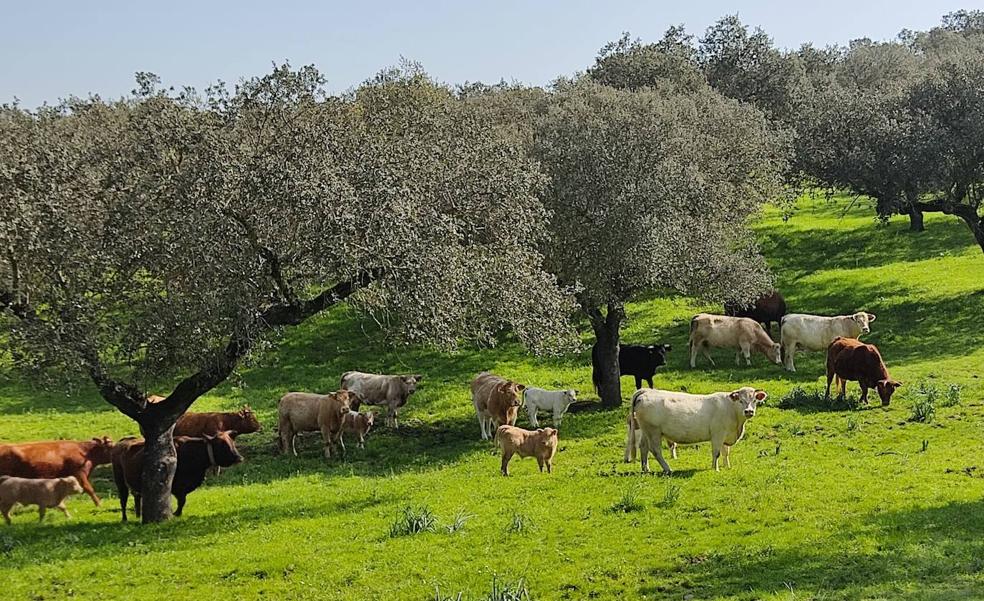 La Junta confirma un caso de la enfermedad hemorrágica epizoótica en una explotación de bovino de la localidad