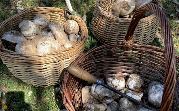 Acotada una zona de los Bienes Comunales para las salidas al campo del Gurumelo