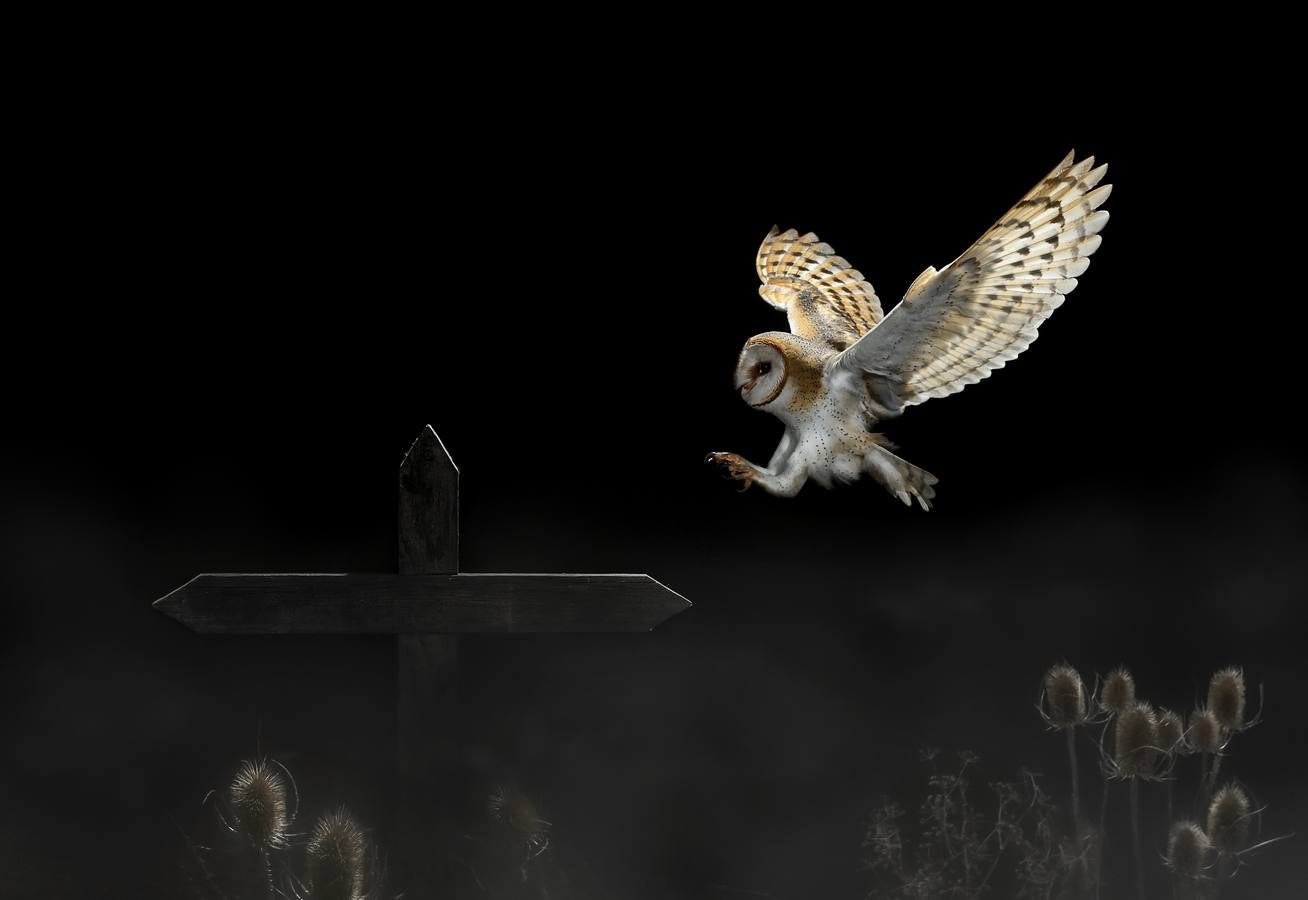 Imágenes ganadoras del concurso fotográfico FIO 2015