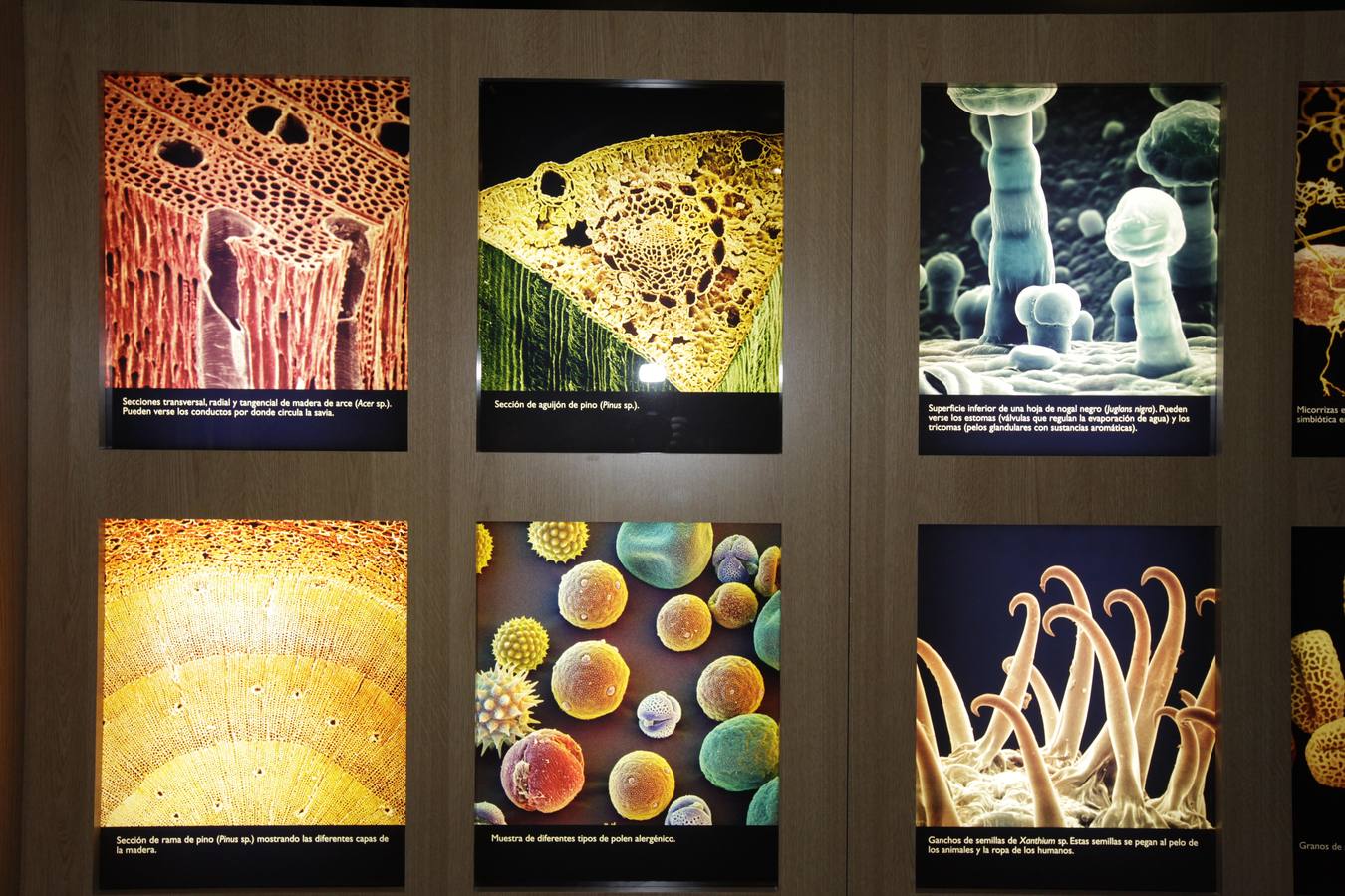La exposición 'El bosque. Mucho más que madera', en el parque El Rodeo
