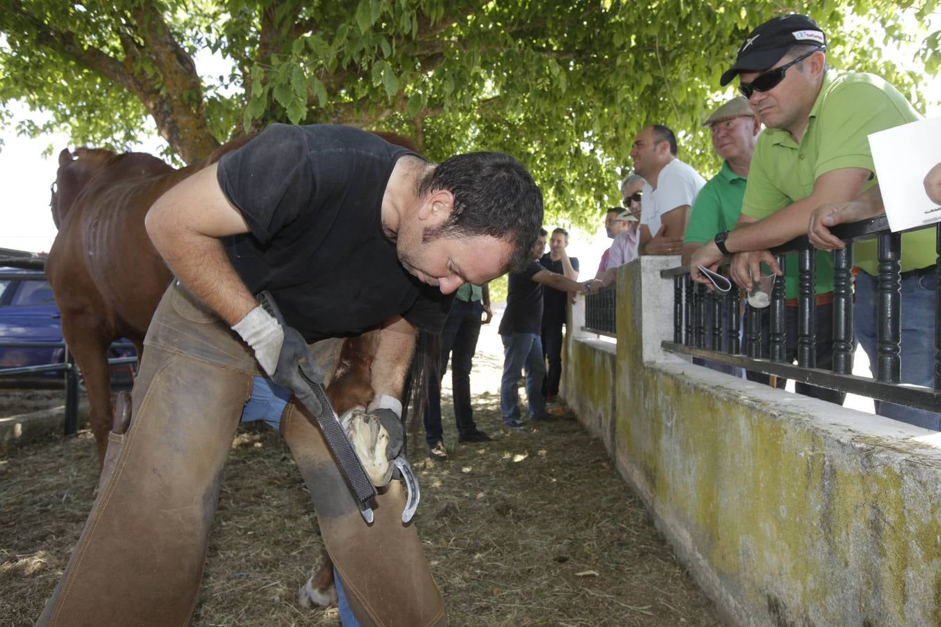 500 personas asisten a la Feria del Ganado de Cáceres
