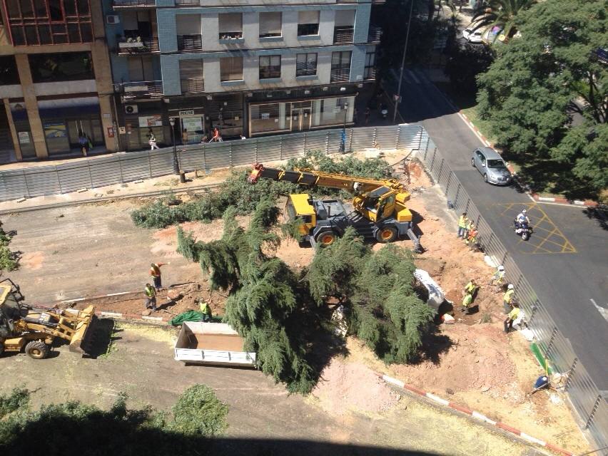 Comienza la tala de árboles en la avenida Primo de Rivera