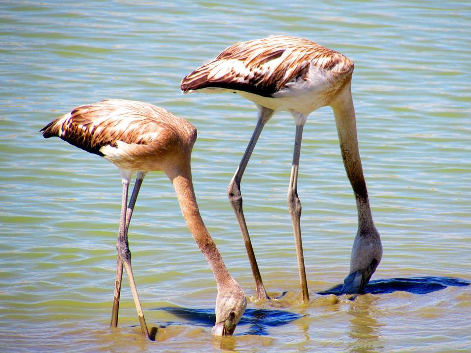 Flamencos en el Pairón