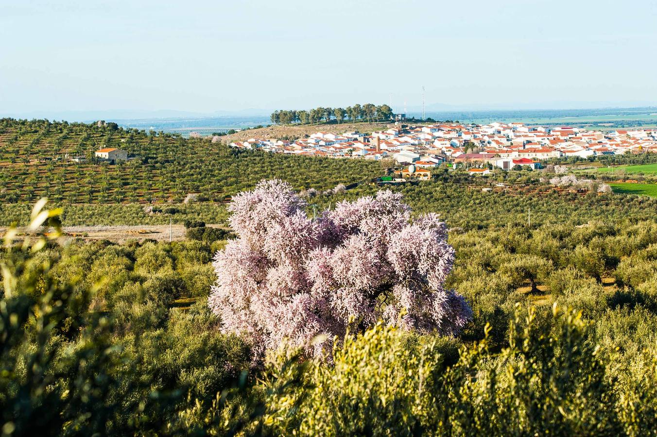 Almendro Real de Valderde de Leganés