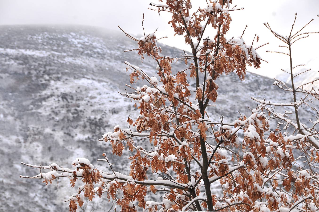 Primera nevada en el Puerto de Tornavacas