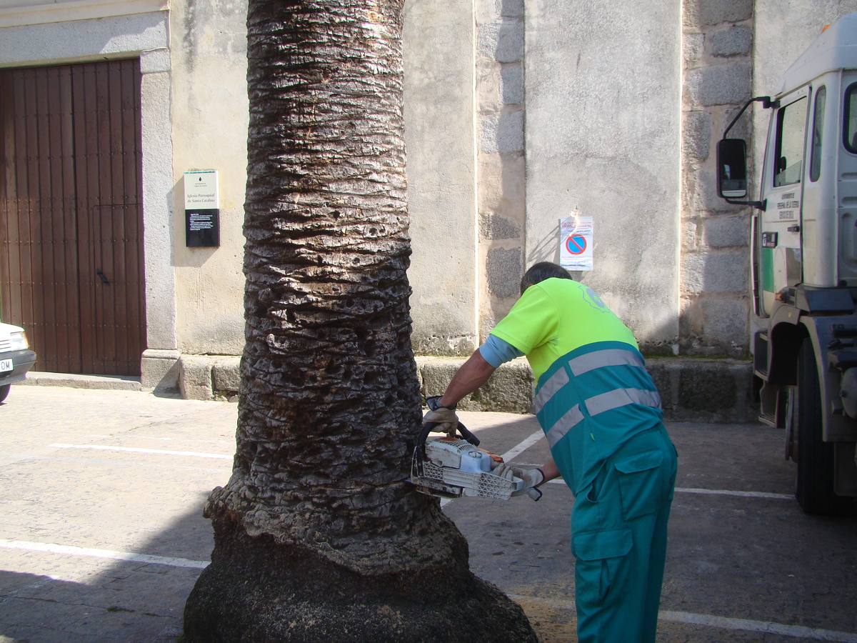 Las últimas palmeras afectadas por el picudo rojo