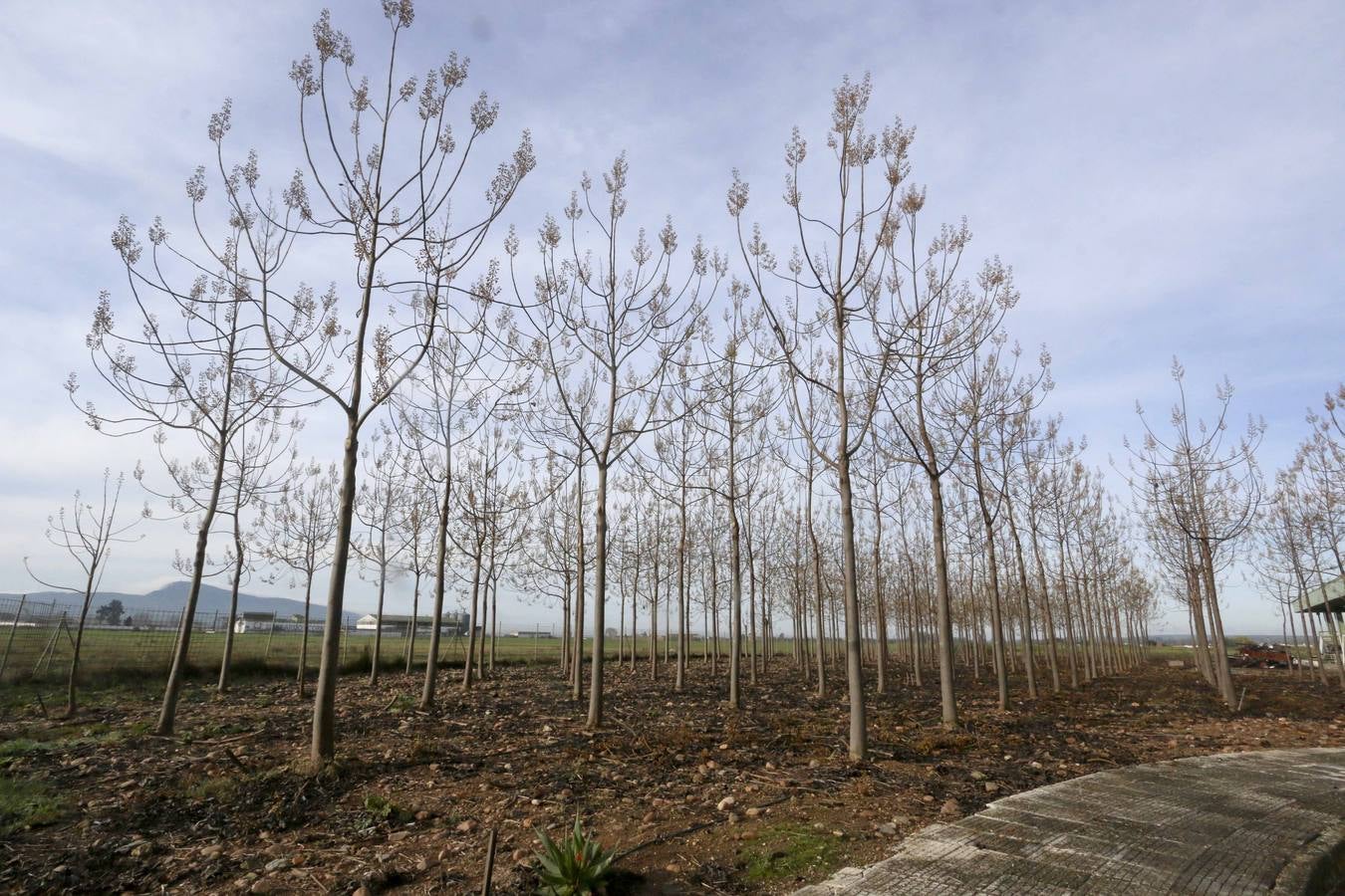 La paulownia, un árbol asiático para biomasa