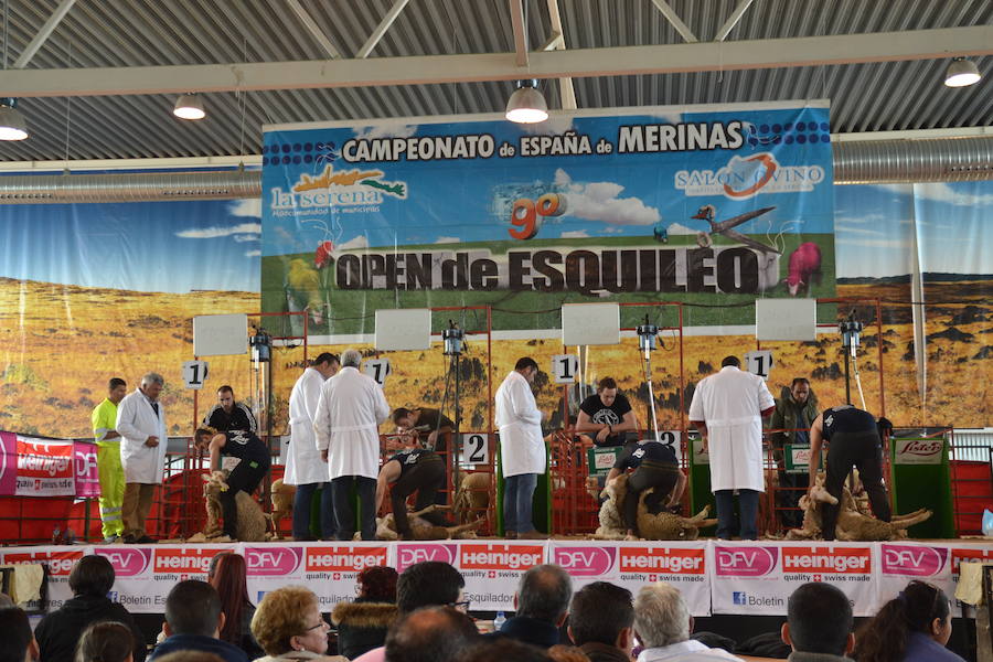 Campeonato de España de Merinas VIII Open de Esquileo de Extremadura