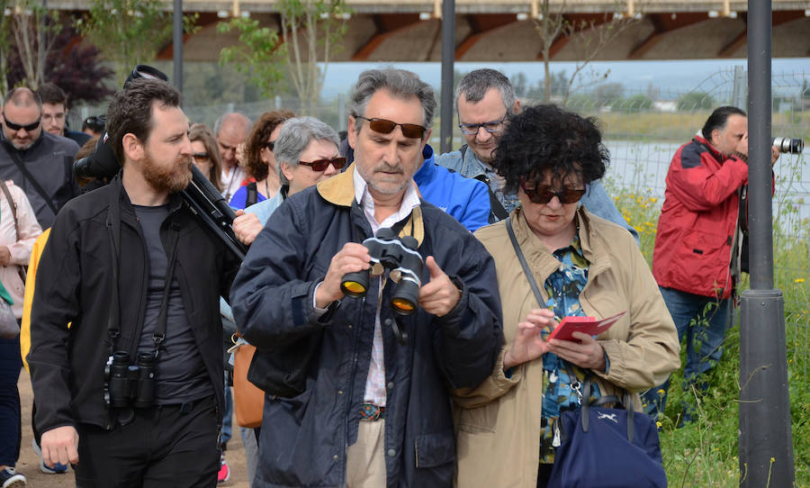 La avifauna del Guadiana a su paso por Badajoz