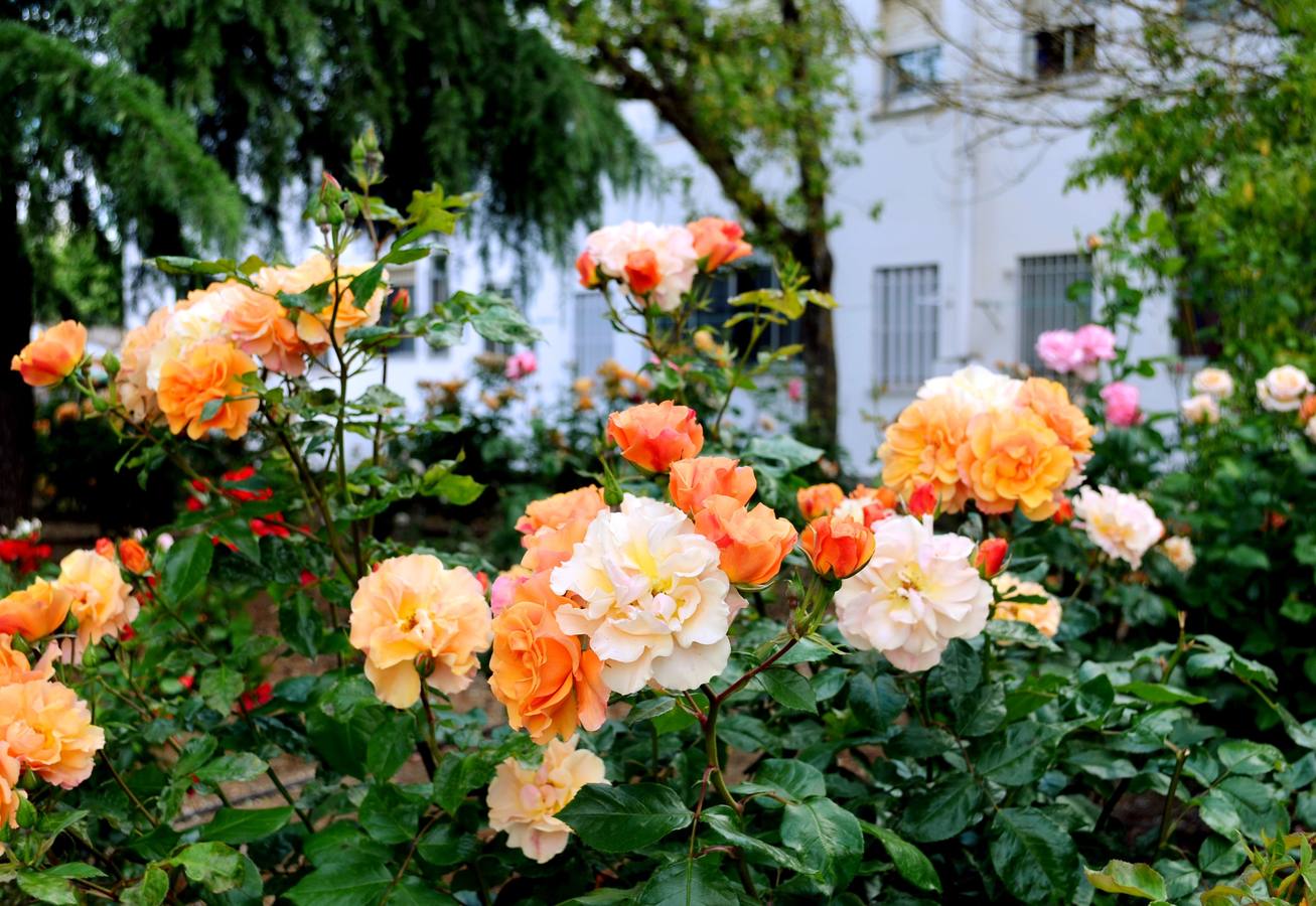 Cáceres, la ciudad de las rosas