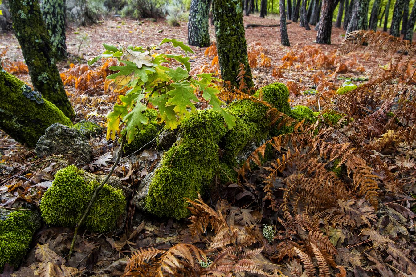 El otoño llega a Extremadura