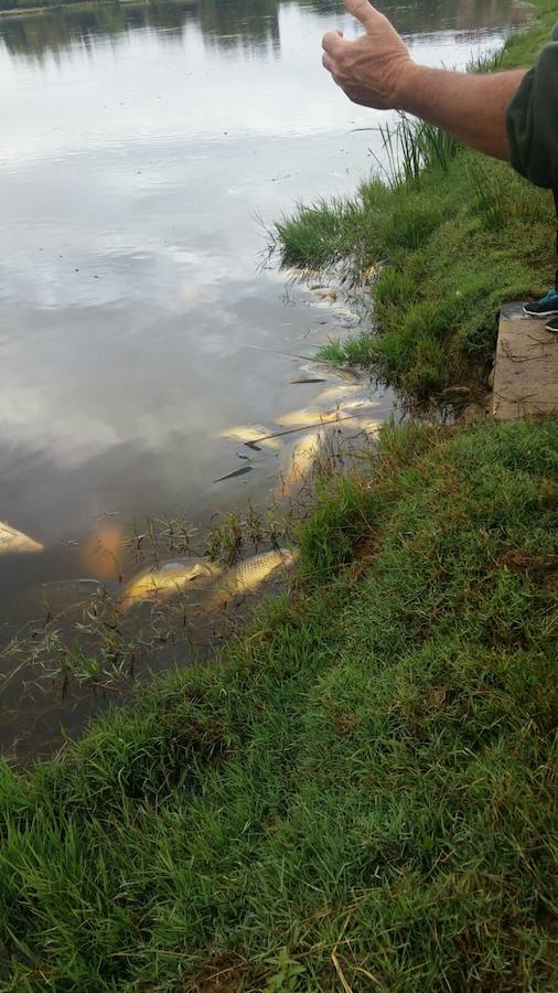 Cientos de peces muertos en una charca de Medellín