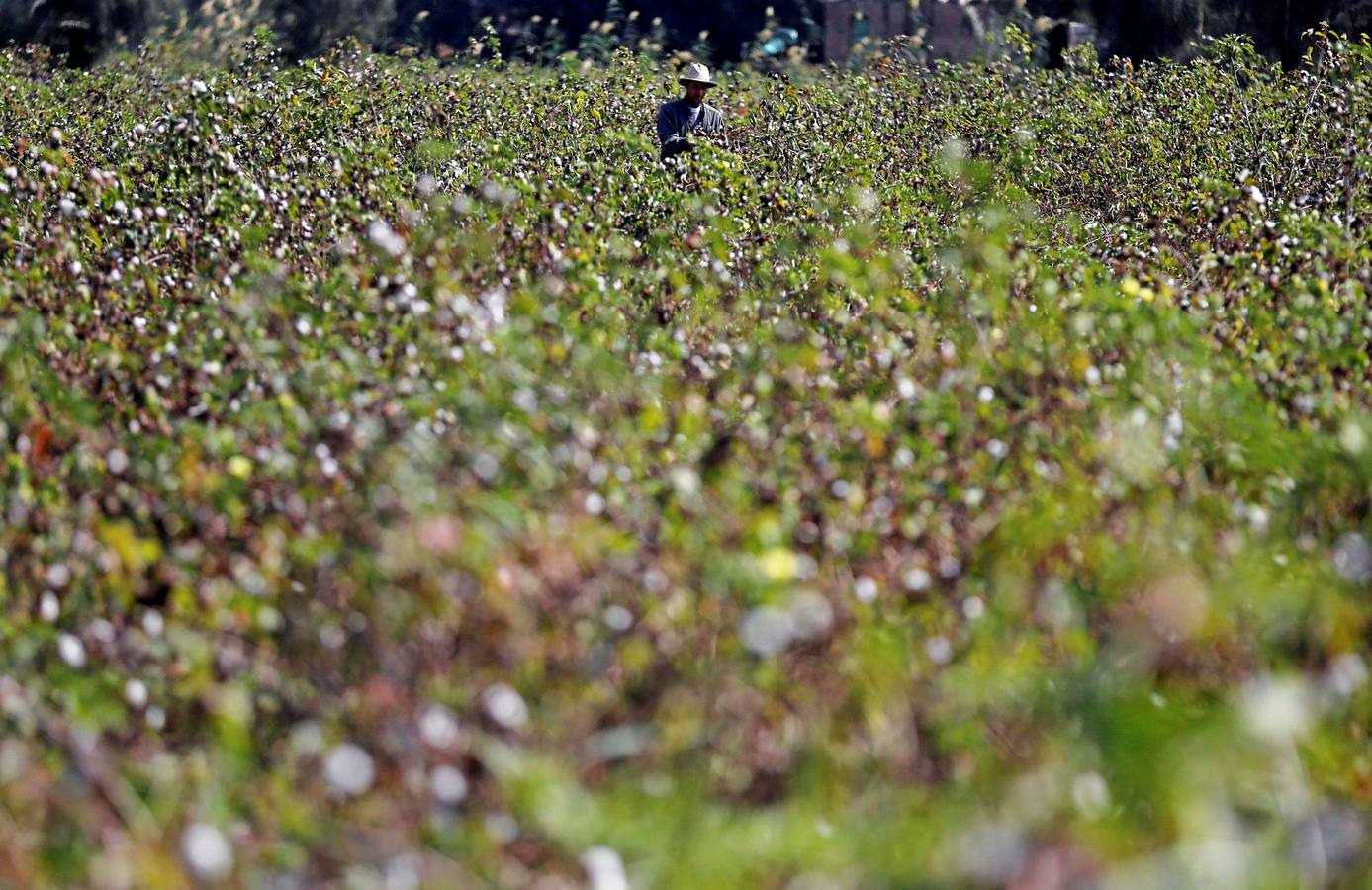 Recogida de algodón en Egipto