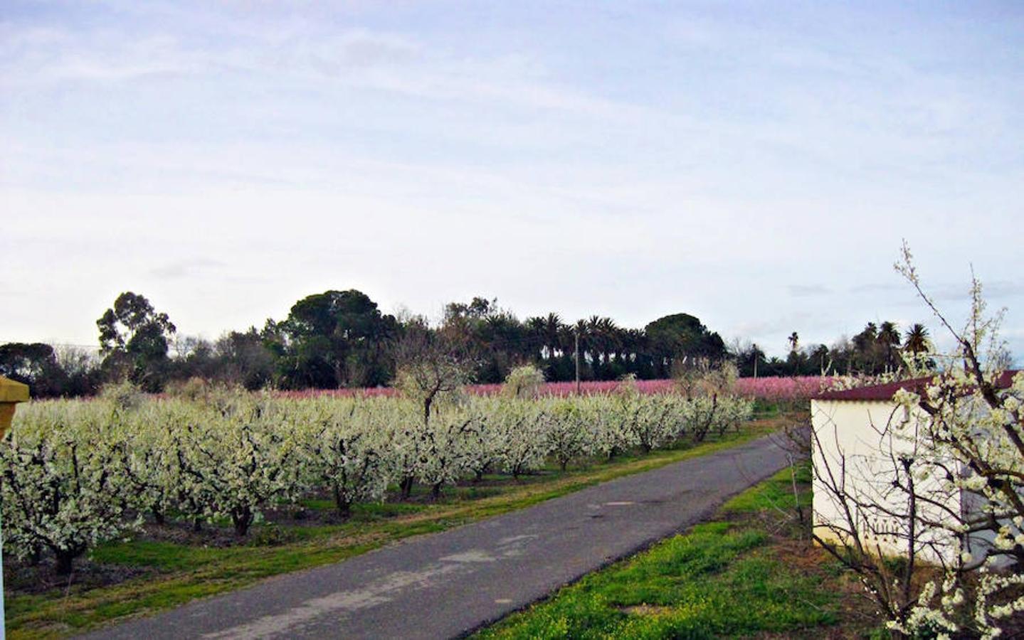 La floración acerca la primavera a Valdelacalzada