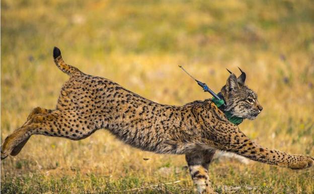 Confirmado el nacimiento en libertad de dos camadas de lince en Extremadura