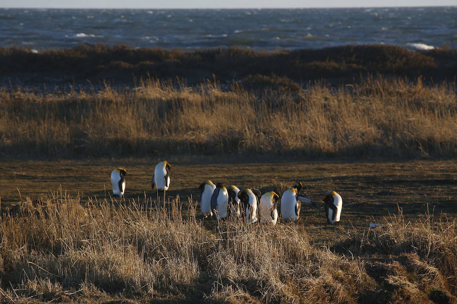 Tierra del Fuego, donde el pingüino es el rey