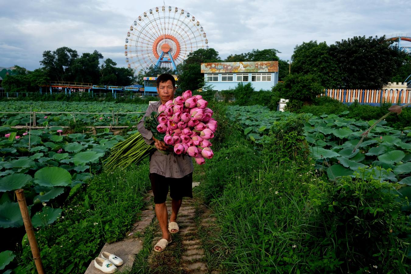 Temporada de Lotos en Vietnam