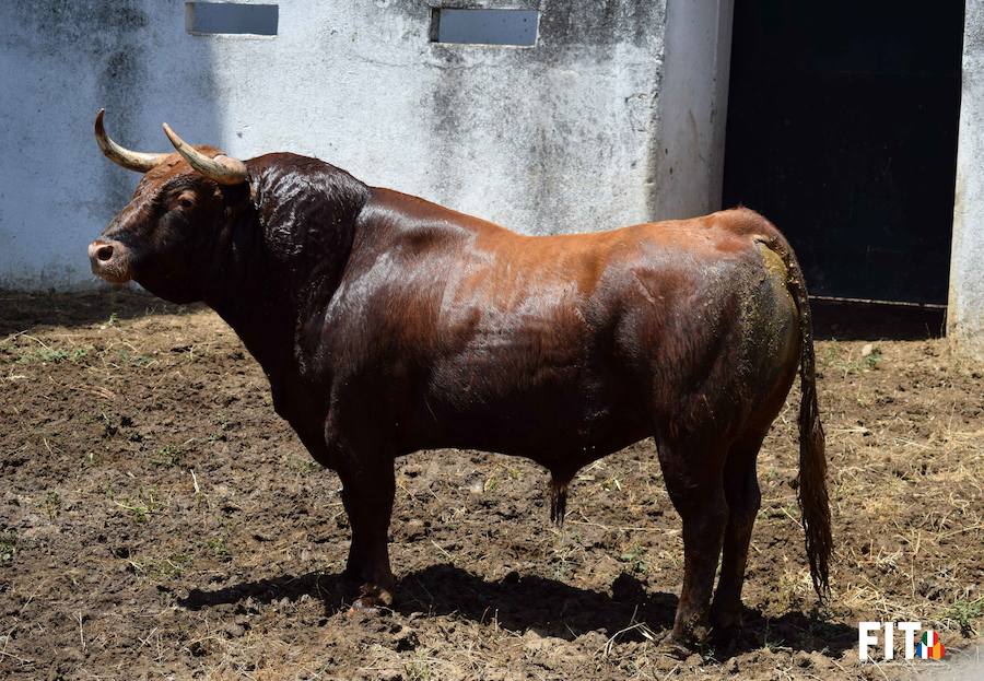 Toros de la ganadería El Pilar