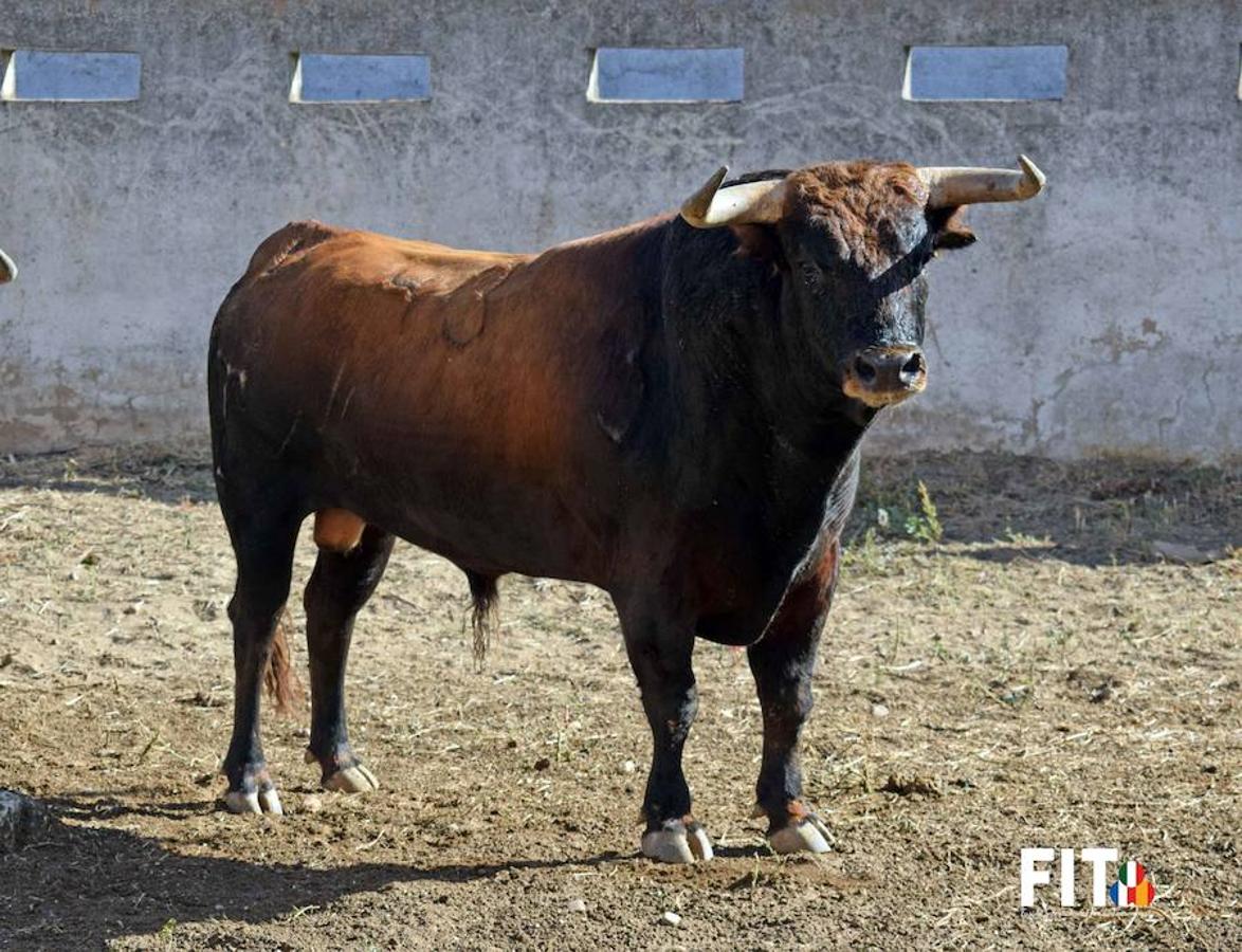 Toros de Jandilla para la segunda de abono de la Feria de San Juan