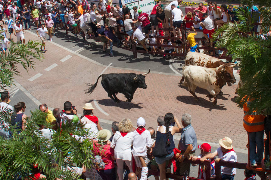 Primeros encierros de los sajuanes de Coria