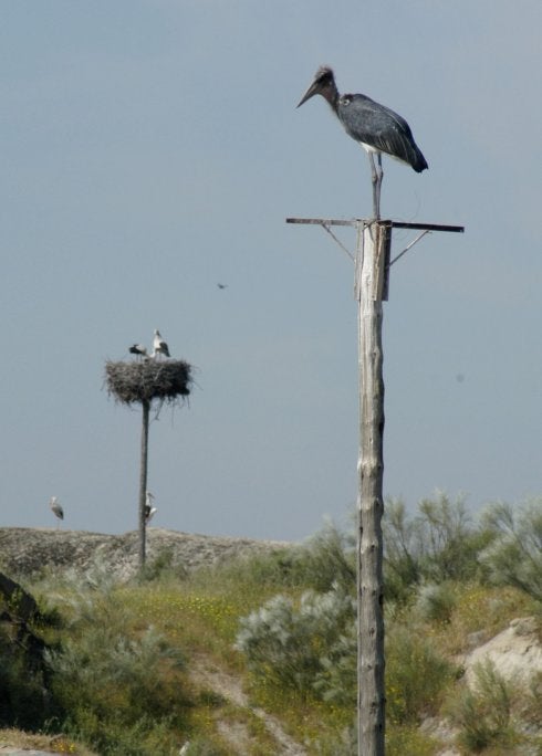 El marabú que vino a Cáceres de avanzadilla