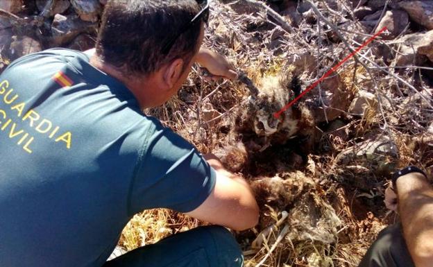 Investigan a un vecino de Puebla de Alcocer por usar métodos prohibidos para la caza