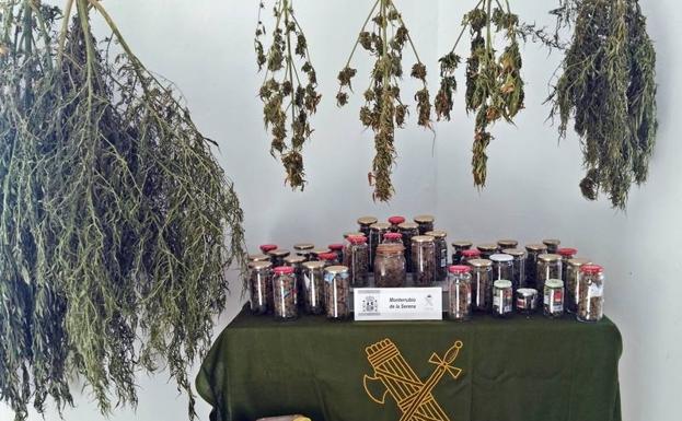 Detenido un vecino de Monterrubio de la Serena por cultivo de marihuana