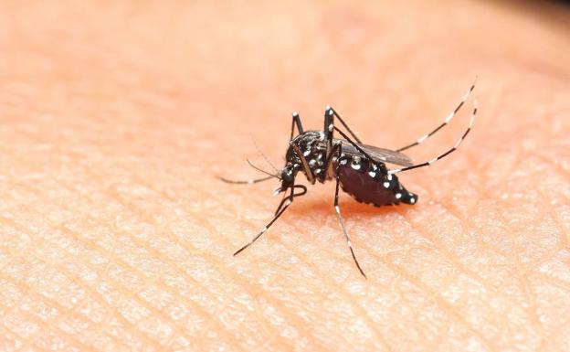 Cucarachas y mosquitos, las plagas más comunes en verano