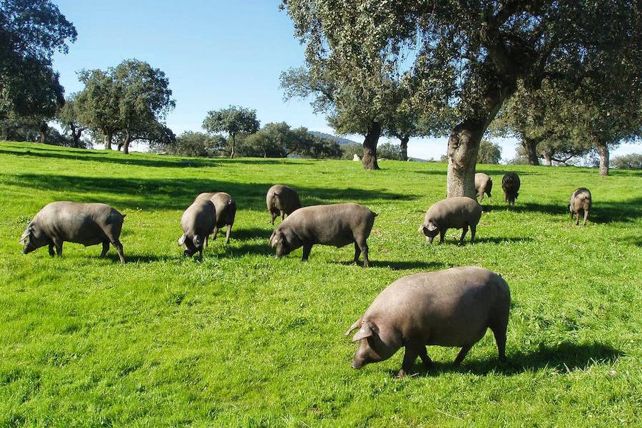 El Ministerio creará en Extremadura los primeros cultivos intensivos de bellota