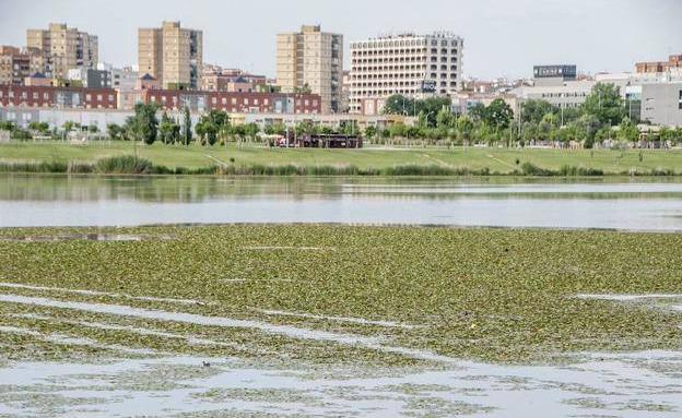 La Confederación multiplica por tres los efectivos de lucha contra el camalote en el río Guadiana