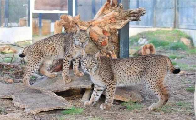 El centro de cría del lince ibérico de Zarza de Granadilla sufre dos bajas