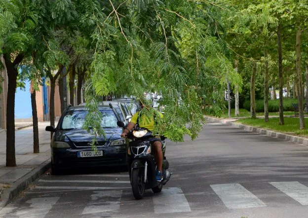 Árboles sin podar dificultan el tráfico en algunos puntos de Condes de  Barcelona | Hoy