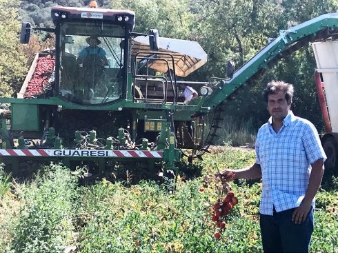 «El calor se ha notado en el cuaje del tomate este año»