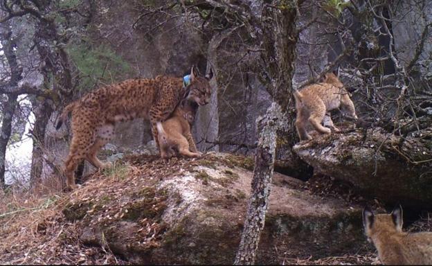 'Luna' echa raíces y procrea en los Montes de Toledo