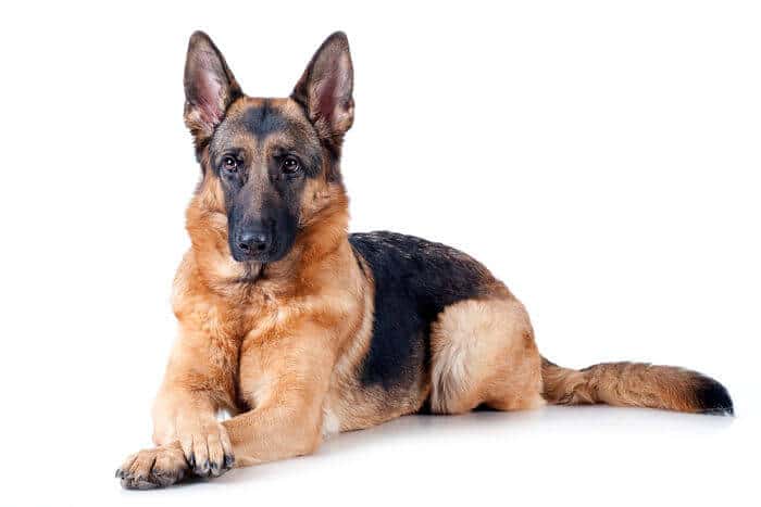 Los perros preferidos por los extremeños