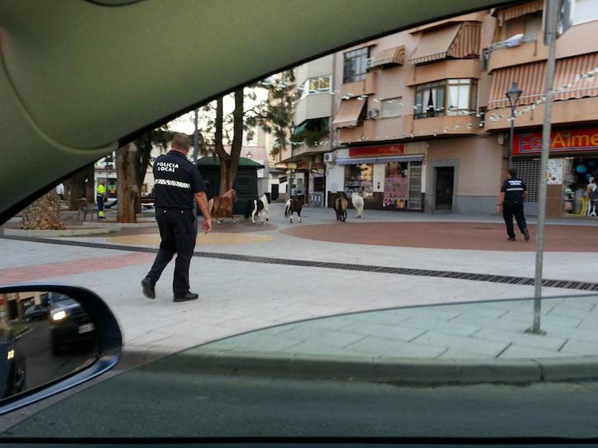 Los ponis del recinto ferial de Almendralejo se dan a la fuga