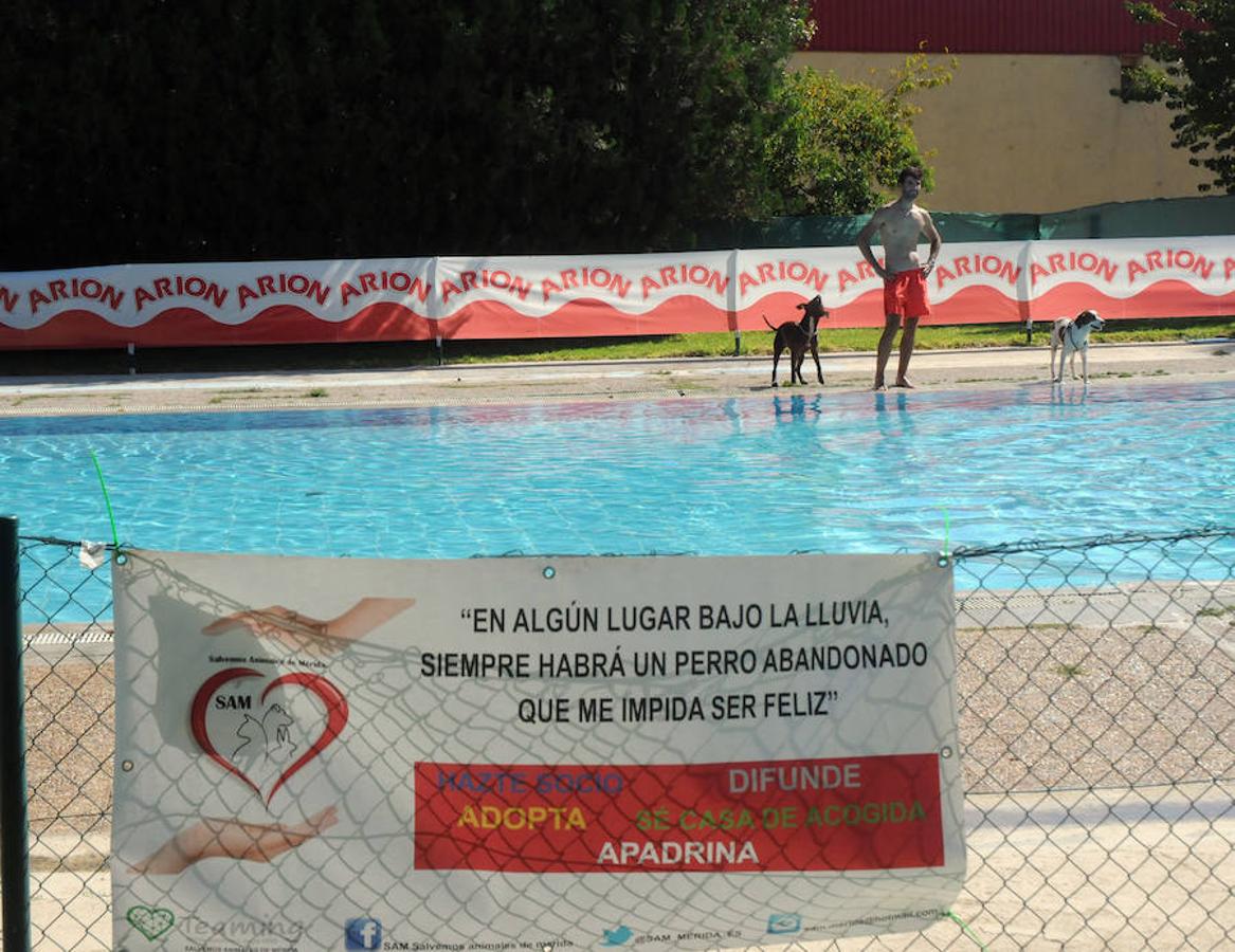 Perros en remojo