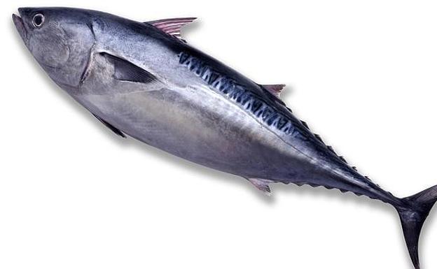 ¿Cuánto tiempo tarda un alimento congelado en estropearse?